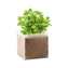 Promotional Items - Plants and Seeds