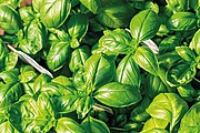Basil seeds in craft envelope