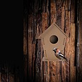 Bird house