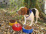 dog bowl