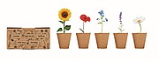 Flowers growing kit