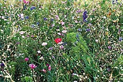 Flowers mix seeds in envelope