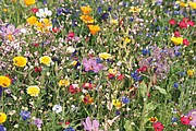 Flowers mix seeds in envelope