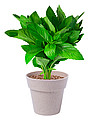 herb pot set