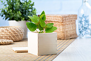 mint herb pot