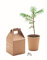 Pine tree set