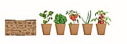 Salad growing kit