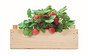 Strawberry kit in wooden crate