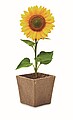 Sunflower growing kit, beige
