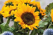 Sunflower seeds in envelope