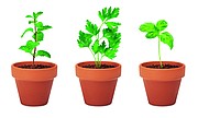Terracotta 3 herb pot set