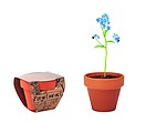 Terracotta pot forget me not