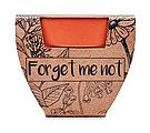 Terracotta pot forget me not