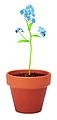 Terracotta pot forget me not