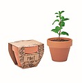 Terracotta pot mint seeds