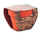 Terracotta pot poppy