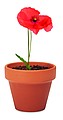 Terracotta pot poppy