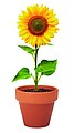 Terracotta pot sunflower