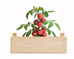 Tomato kit in wooden crate