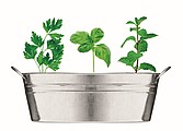 Zinc tub with 3 herbs seeds