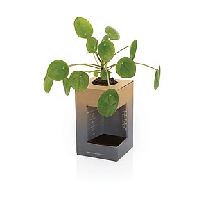 Avira Alya RCS Re-steel tumbler 300ML, black