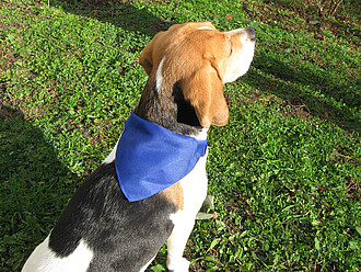 dogs collar