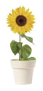 flower pot