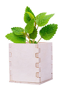 mint herb pot