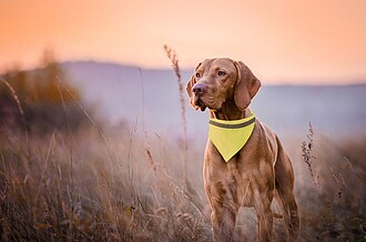 reflective dogs collar