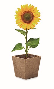 Sunflower growing kit, beige