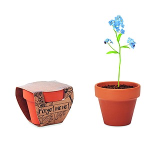 Terracotta pot forget me not