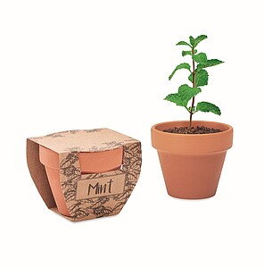 Terracotta pot mint seeds