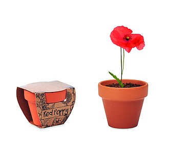 Terracotta pot poppy