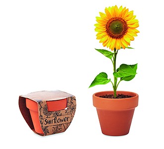 Terracotta pot sunflower
