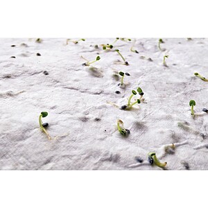 Wildflower seed business card., white