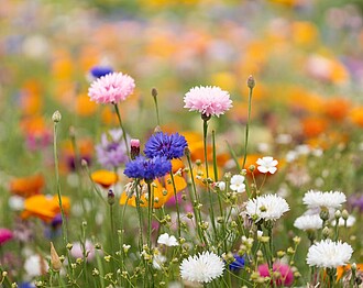 Wildflower seeds
